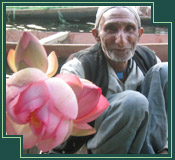 Kashmir Flower